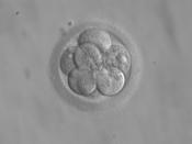English: 8-cell human embryo, day 3
