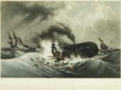 Whaling in small wooden boats with hand harpoons was a hazardous enterprise, even when hunting the 