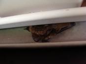 English: Little brown bat (Myotis lucifugus) in summer roost - the eaves of a house in Pennsylvania
