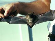 English: Note: this is indicated as a big brown bat if you search in the United States Fish and Wildlife Service website at http://images.fws.gov using the keywords 