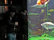 your world inside the aquarium : the academy of sciences, golden gate park, san francisco (2012)