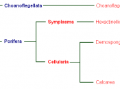 Cladogram of phylum Porifera
