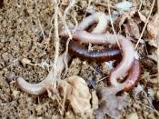English: Earthworm is the common name for the largest members of Oligochaeta (which is either a class or subclass depending on the author) in the phylum Annelida. The picture was taken in Slovenian Istria. Slovenščina: Deževnik je običajno slovensko poime
