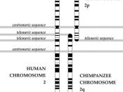 Chromosome Fusion