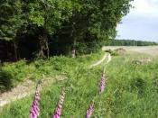 English: Summer on Egdon Heath The tract of heath and woodland south of Puddletown is characterised by Thomas Hardy as Egdon Heath. Indeed, it becomes a character in itself in 