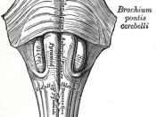 Anteroinferior view of the medulla oblongata and pons.