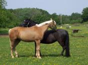 Gelding a male horse can reduce potential conflicts within domestic horse herds.
