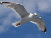 English: Flying Herring Gull (Larus argentatus) on the baltic sea (4)