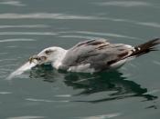 English: Yellow-legged Gull eating a fish, in Rijeka