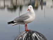 The Silver Gull is one of the few species of gull found on tropical islands