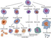 Blood cell lineage Le, Tao et al. (2010). . USA : The McGraw-Hill Companies, Inc.. pp. 123. ISBN 978-0-07-163340-6.