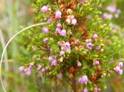 English: Formerly Erica viridipurpurea. Error made by Linneus when naming the species in 1759, who thought it came from North Africa.
