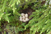 English: Mallard eggs in a nest in a forest few hundred meters from the nearest lake.