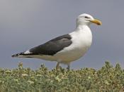 Cape Gull (Larus dominicanus vetula)