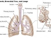 Bronchi, bronchial tree, and lungs.
