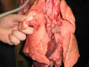 Lungs (pulmonae) of a pig (Sus scrofa domesticus)