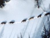 Eleven-member wolf pack in winter, Yellowstone National Park, Wyoming