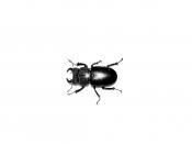 English: Photograph of an unidentified species of Lucanus captured in Provo, UT. Identified to family using Triplehorn, C. A. & Johnson, N. F. (2005) Borror and DeLong's Introduction to the Study of Insects, 7th Edition. Thomson Learning Inc. (Brooks/Cole