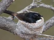 Willie Wagtail incubating its eggs