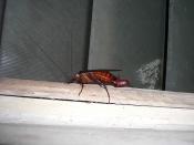 Cockroach Laying an egg