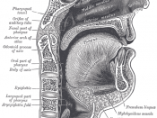 The nasopharynx, oropharynx, and laryngopharynx can be seen clearly in this sagittal section of the head and neck.