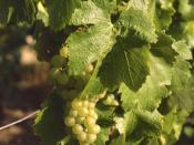 English: Chardonnay grapes in Avize (Champagne) Deutsch: Chardonnay-Traube in Avize (Champagne)