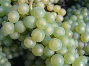 English: Close up image of Chardonnay grapes