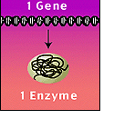 One gene, one enzyme