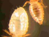 Damalinia limbata is an Ischnoceran louse from goats. The male is smaller than the female.
