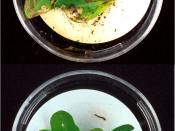 Top: Lesser cornstalk borer larvae extensively damaged the leaves of this unprotected peanut plant. (Image Number K8664-2)-Photo by Herb Pilcher. Bottom: After only a few bites of peanut leaves of this genetically engineered plant (containing the genes of