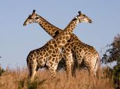 Fighting giraffes in Ithala Game Reserve, northern KwaZulu-Natal, South Africa Français : Combat de girafes dans la réserve d'Ithala, KwaZulu-Natal du Nord (Afrique du Sud) Italiano: Giraffe che combattono nel parco di Ithala, KwaZulu-Natal del Nord, Sud 