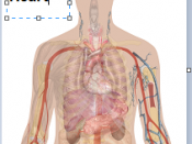 English: Part of tutorial in Human body diagrams, explaining how to derive a diagram from body image with organs already added.
