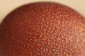 Close-up photo of a mustard seed.