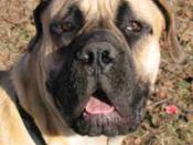 English: Boerboel head shot taken by Denhulde. The picture shows a one-year-old male.