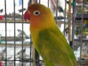 Fischer's Lovebird in a pet shop. The wings have a variegated appearance, which may suggest selective breeding in aviculture.