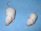 English: Mouse with spinal muscular atrophy