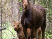Moose cow and calf, Rocky Mountain National Park