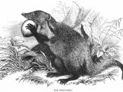 Mongoose, or Mangouste as depicted in the 1851 Illustrated London Reading Book