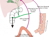 English: Diagram showing enterohepatic circulation of Bile Salts