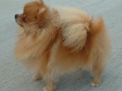 The Pomeranian started out as a large, sled-type dog and was downbred to become the small companion dog it is today.