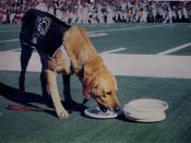 English: Zeke the Wonder Dog drinks from one of his Frisbees. 1978, Spartan Stadium, East Lansing, Michigan, USA