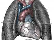 Anterior (front) view of heart and lungs.