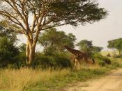 English: Uganda, Murchison Falls, giraffe, northern side of Nile