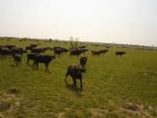 English: Uganda - Murchison Falls, herd of buffalos, buffalo