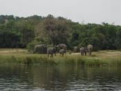 English: Uganda, Murchison Falls, herd of elephants seen from the boat on the trip to the Murchison Falls