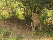 English: Uganda, Murchison Falls, lion