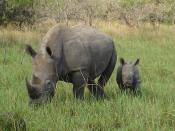 English: Uganda, Murchison Falls, Rhinos (bread in the Rhinos Sanctuary south of park)