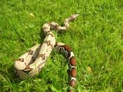 English: Snake, boa constrictor guyana red tail