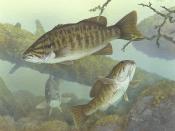 English: Smallmouth bass (Micropterus dolomieu) Français : Achigan à petite bouche (Micropterus dolomieu)