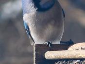 English: Blue Jay in Winter at the Ojibway Nature Park, Windsor, Ontario, Canada.
